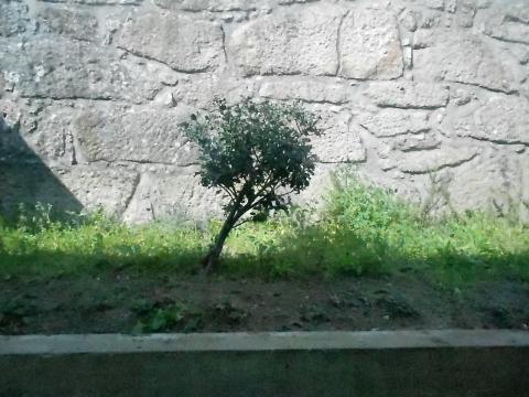 Estado atual da horta com pormenor da espécie protegida azevinho.